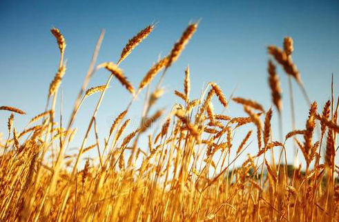 華動(dòng)電器|24節(jié)氣生活，人生最喜歡的狀態(tài)：小滿(mǎn)即圓滿(mǎn)！